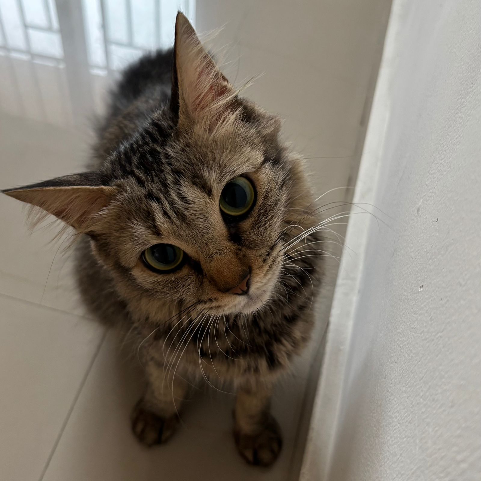 Cat photo